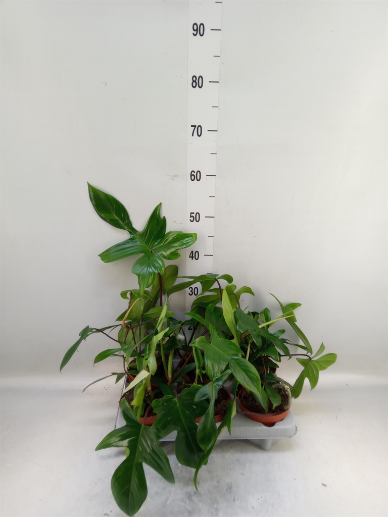 Горшечные цветы и растения оптом Philodendron   ... от 6шт' из Голландии с доставкой по России