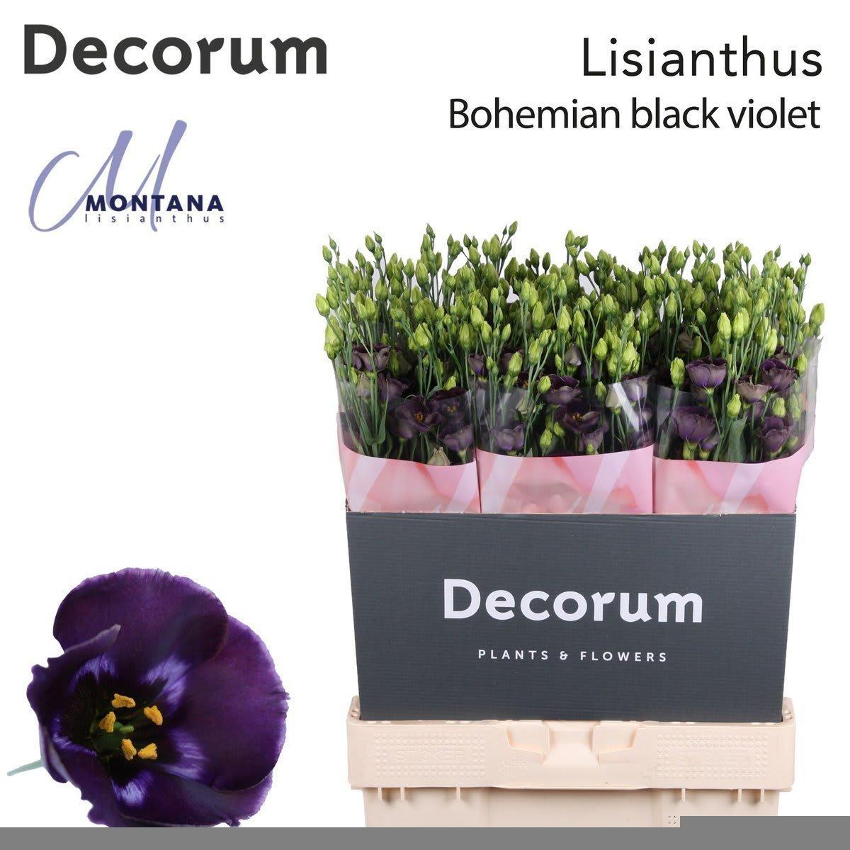 Срезанные цветы оптом Lisianthus si bohemian black violet A от 140шт из Голландии с доставкой по России