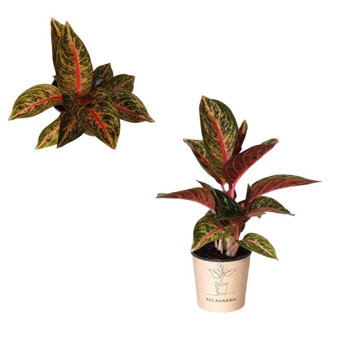 Горшечные цветы и растения оптом Aglaonema Gold Powder от 4шт из Голландии с доставкой по России