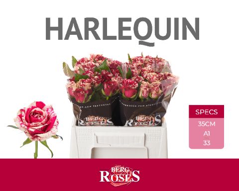 Срезанные цветы оптом Rosa large harlequin от 40шт из Голландии с доставкой по России