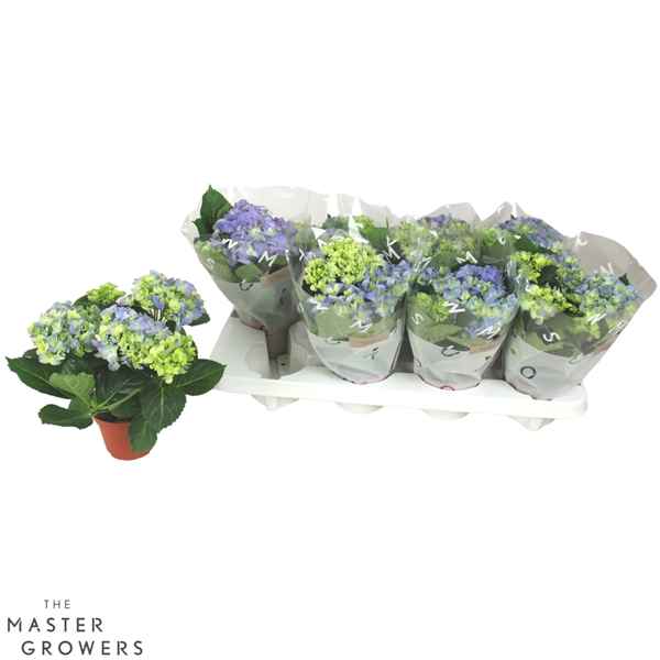 Горшечные цветы и растения оптом Hydrangea Ma Blue 3+ от 8шт из Голландии с доставкой по России