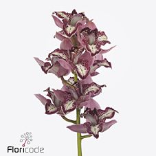 Срезанные цветы оптом Cymbidium red pink three of a kind от 12шт из Голландии с доставкой по России