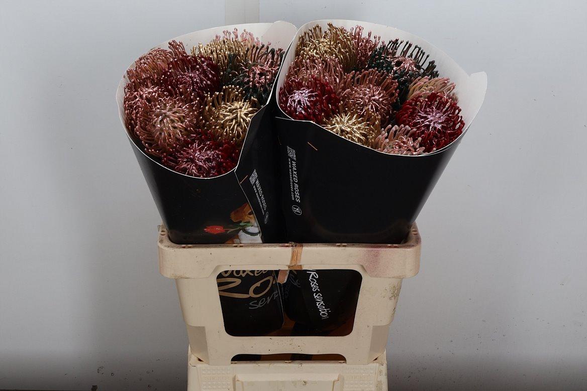 Срезанные цветы оптом Nutans wax mix copper от 20шт из Голландии с доставкой по России