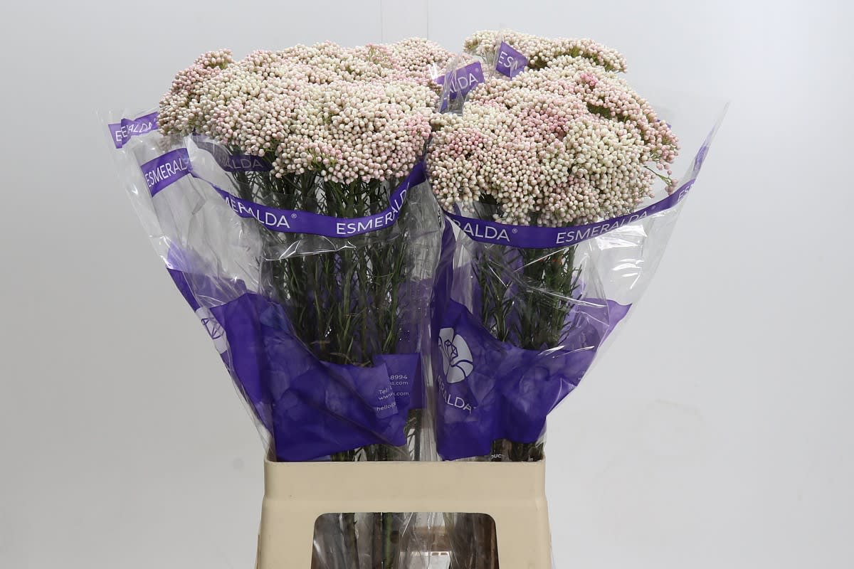 Срезанные цветы оптом Ozothamnus cooks tall pink от 50шт из Голландии с доставкой по России