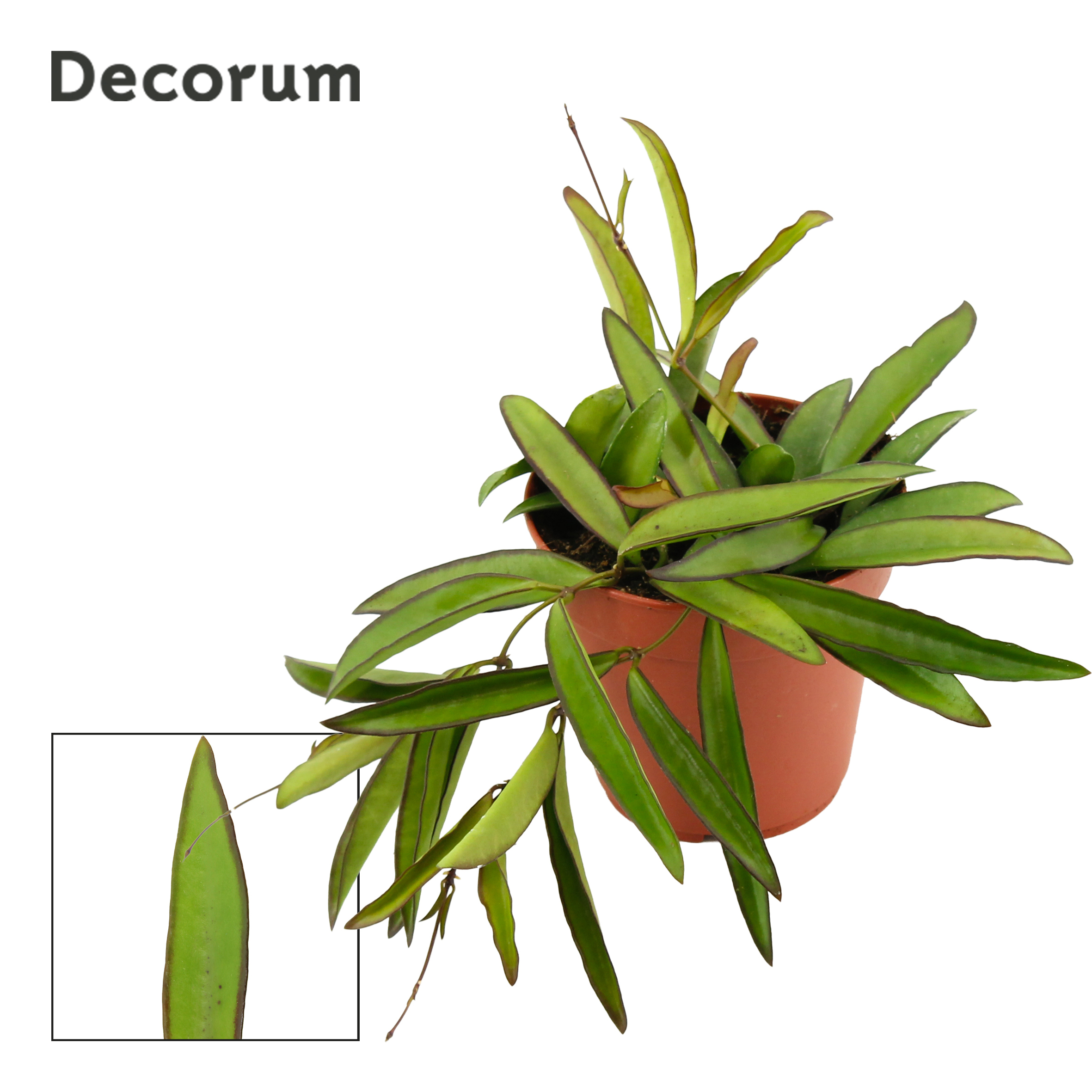 Горшечные цветы и растения оптом Hoya Wayetti Green (decorum) от 10шт из Голландии с доставкой по России
