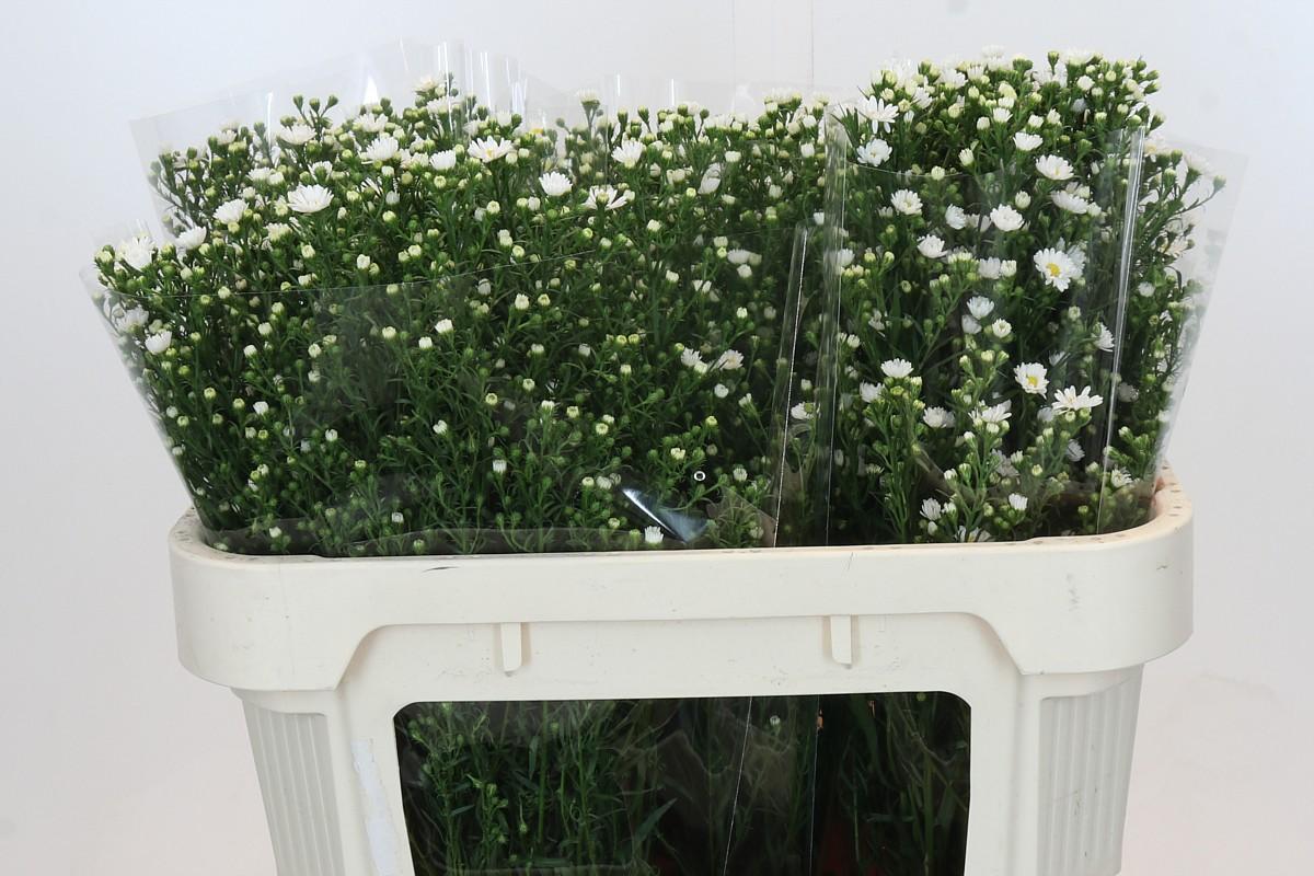 Срезанные цветы оптом Aster paquita от 100шт из Голландии с доставкой по России