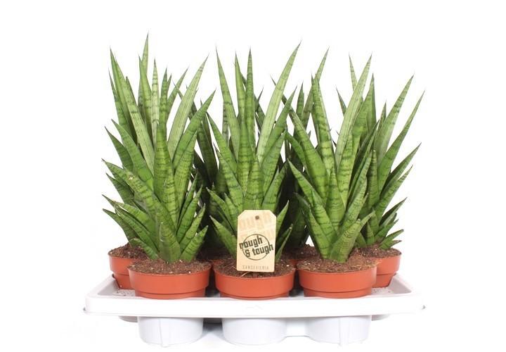 Горшечные цветы и растения оптом Sansevieria Tough Lady от 7шт из Голландии с доставкой по России