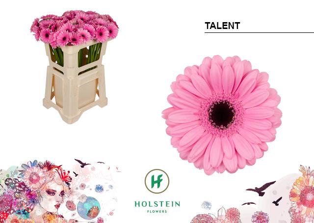 Срезанные цветы оптом Germini talent от 80шт из Голландии с доставкой по России