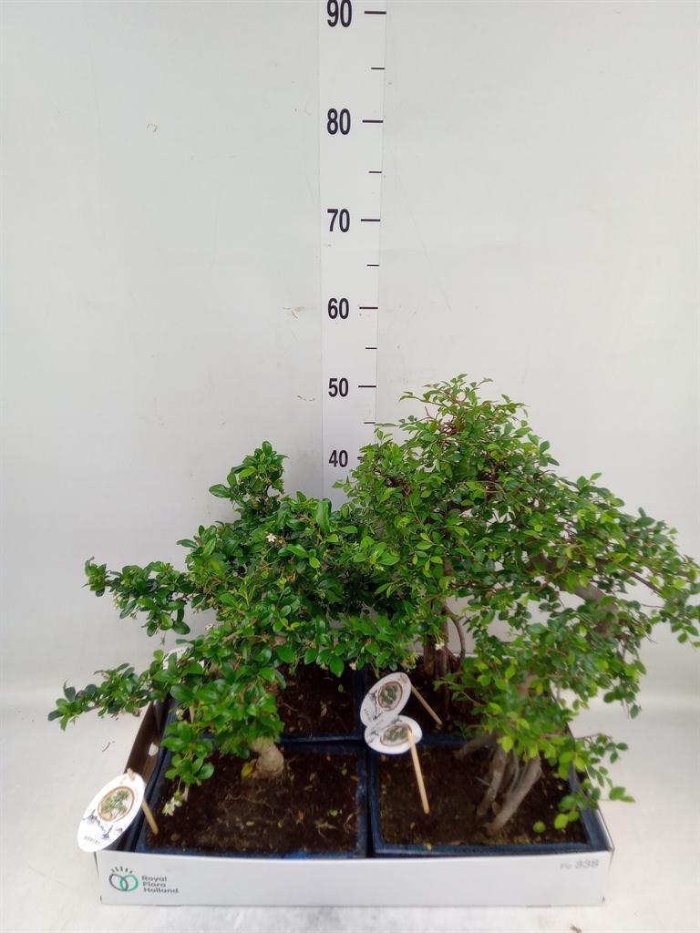 Горшечные цветы и растения оптом Bonsai   ...mix от 4шт из Голландии с доставкой по России