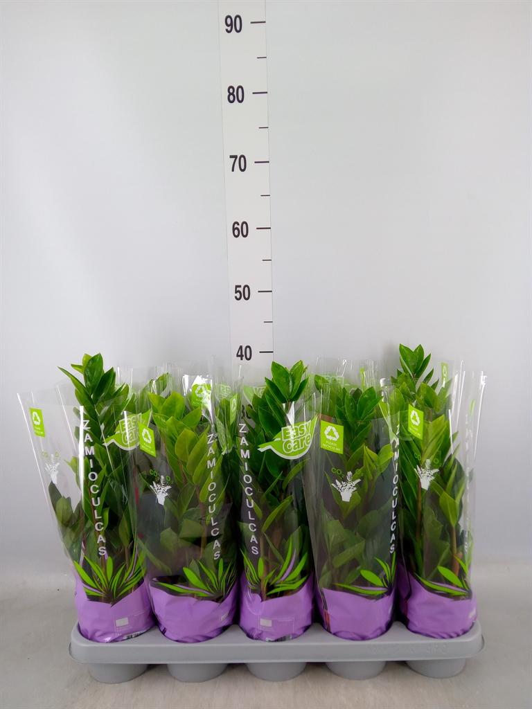 Горшечные цветы и растения оптом Zamioculcas Zamiifolia от 10шт из Голландии с доставкой по России