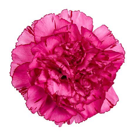 Срезанные цветы оптом Dianthus st amico lavendel от 80шт из Голландии с доставкой по России