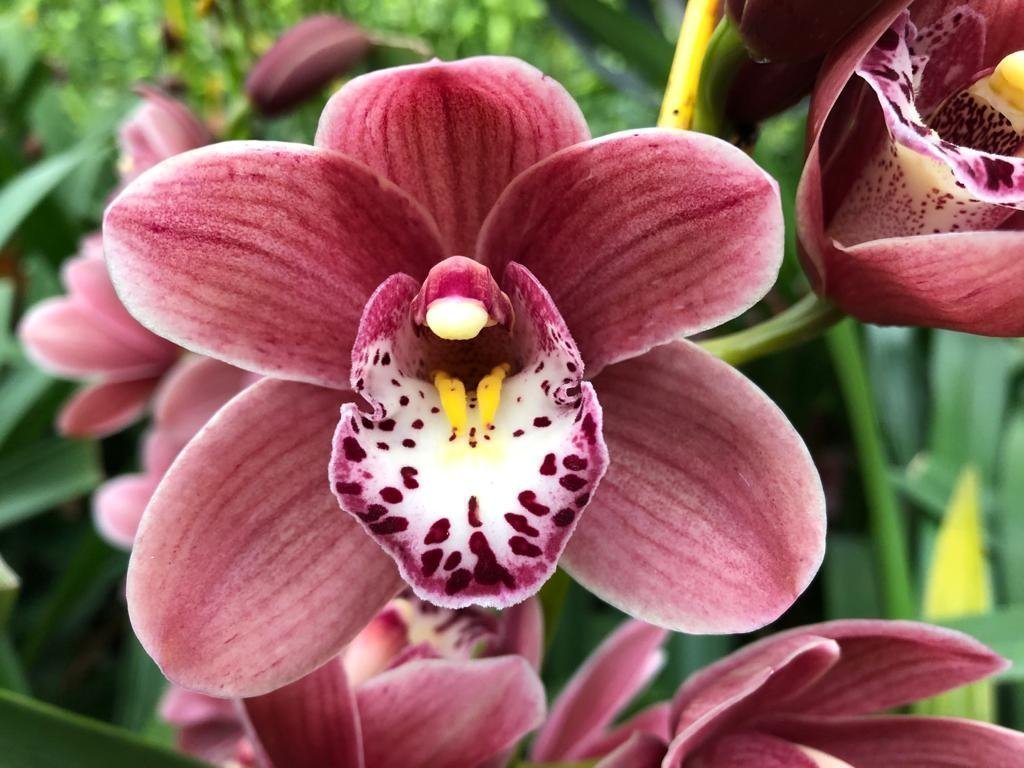 Срезанные цветы оптом Minicymbidium pink perfection от 8шт из Голландии с доставкой по России