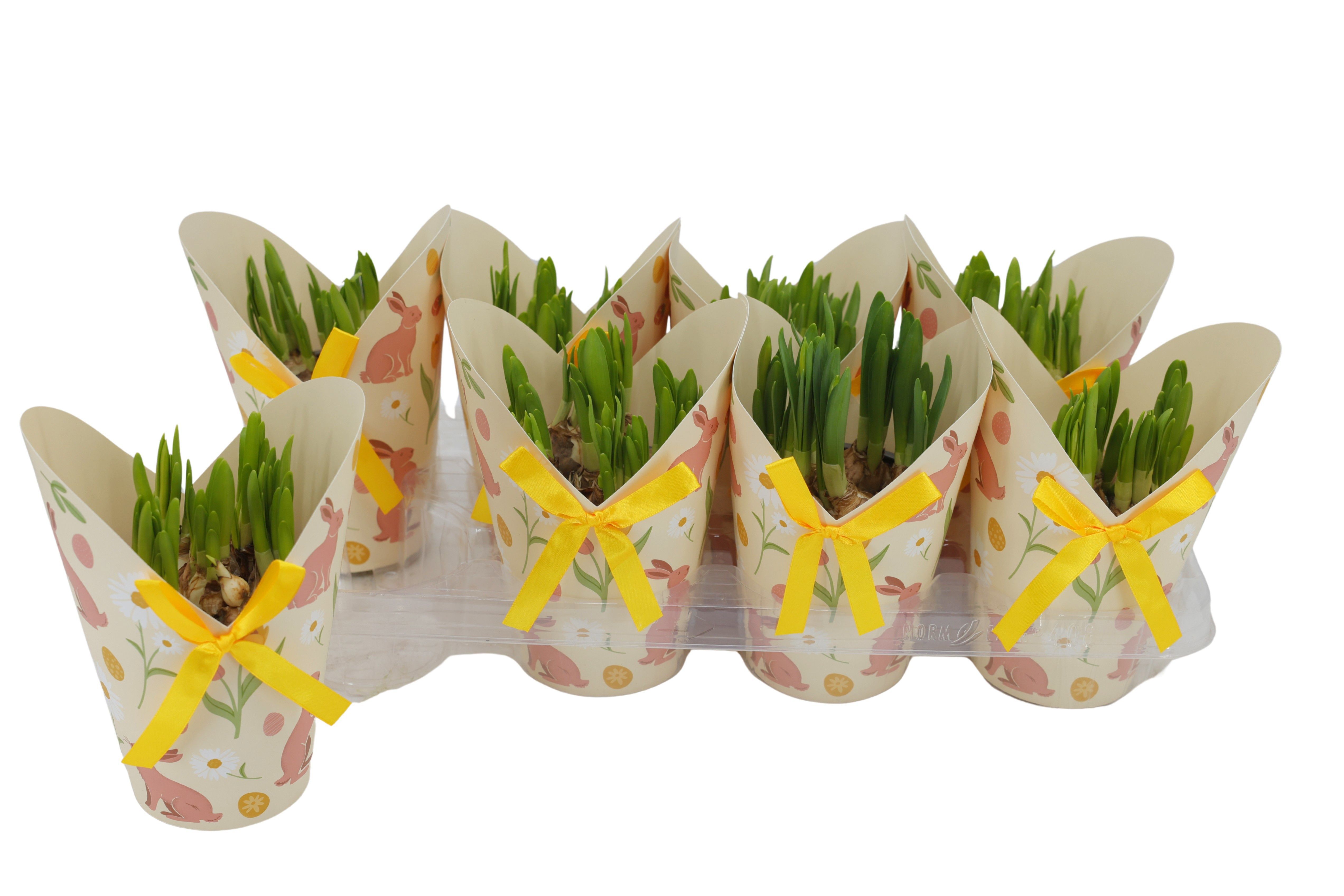 Горшечные цветы и растения оптом Narc Ov от 8шт из Голландии с доставкой по России