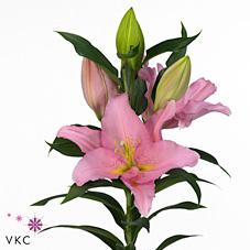 Срезанные цветы оптом Lilium or vendome от 30шт из Голландии с доставкой по России