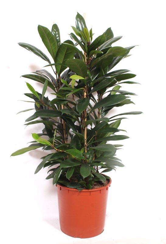 Горшечные цветы и растения оптом Ficus Cyathistipula 3pp от 1шт из Голландии с доставкой по России