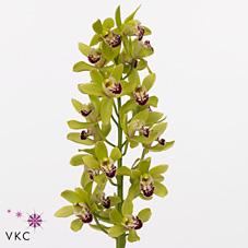 Срезанные цветы оптом Minicymbidium green camelford от 30шт из Голландии с доставкой по России