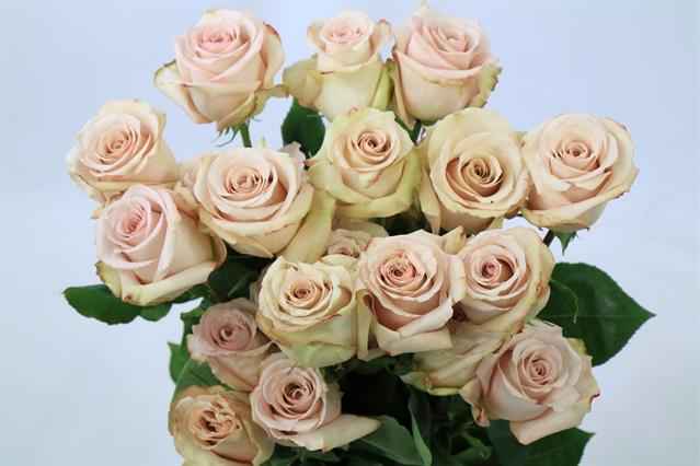 Срезанные цветы оптом Rosa ec quicksand от 25шт из Голландии с доставкой по России