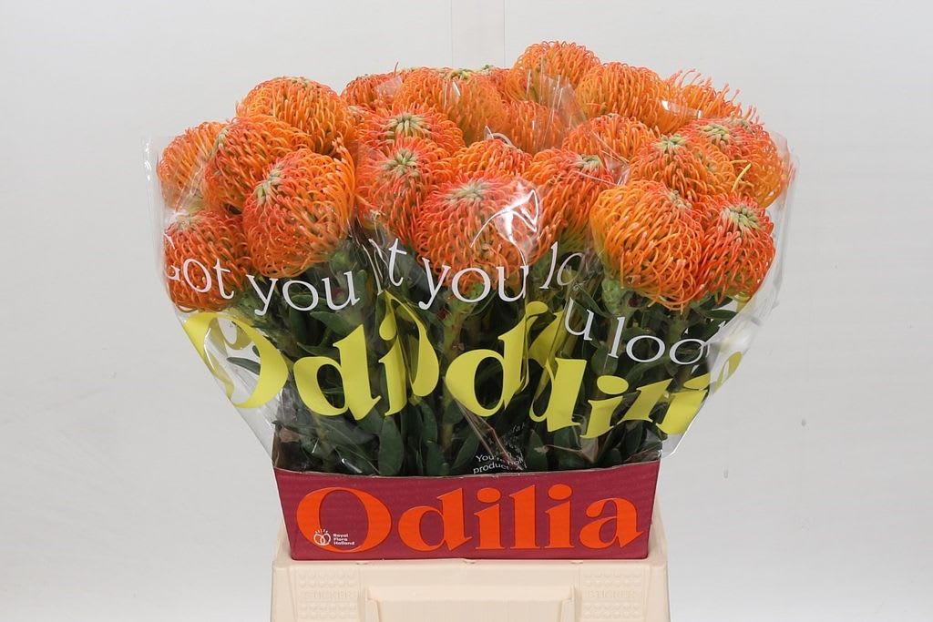 Срезанные цветы оптом Nutans ayoba peach от 20шт из Голландии с доставкой по России