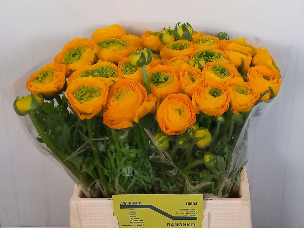 Срезанные цветы оптом Ranunculus elegance yellow от 30шт из Голландии с доставкой по России