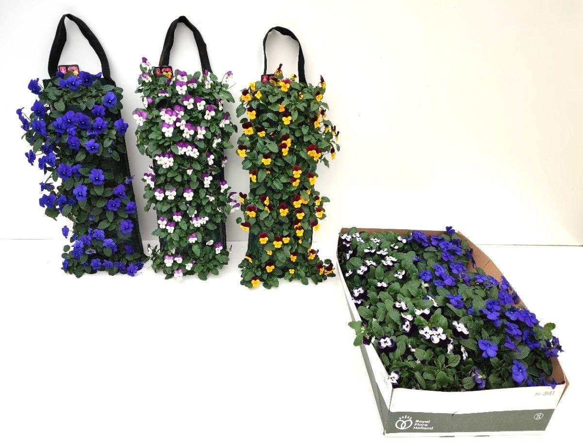 Горшечные цветы и растения оптом Vio Co Em Gem от 2шт из Голландии с доставкой по России