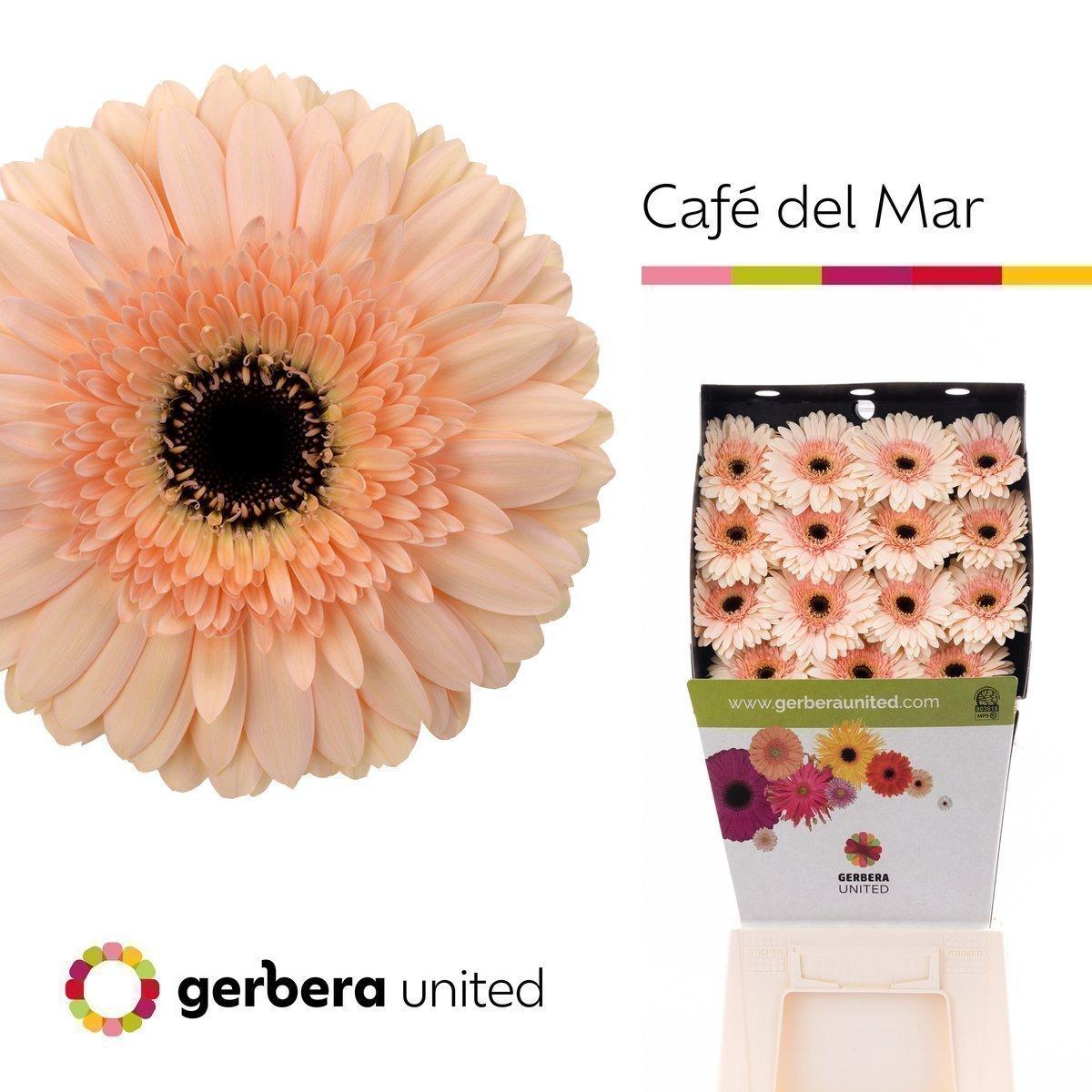 Срезанные цветы оптом Gerbera diamond cafe del mar от 15шт из Голландии с доставкой по России
