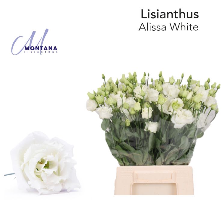 Срезанные цветы оптом Lisianthus do alissa white от 50шт из Голландии с доставкой по России