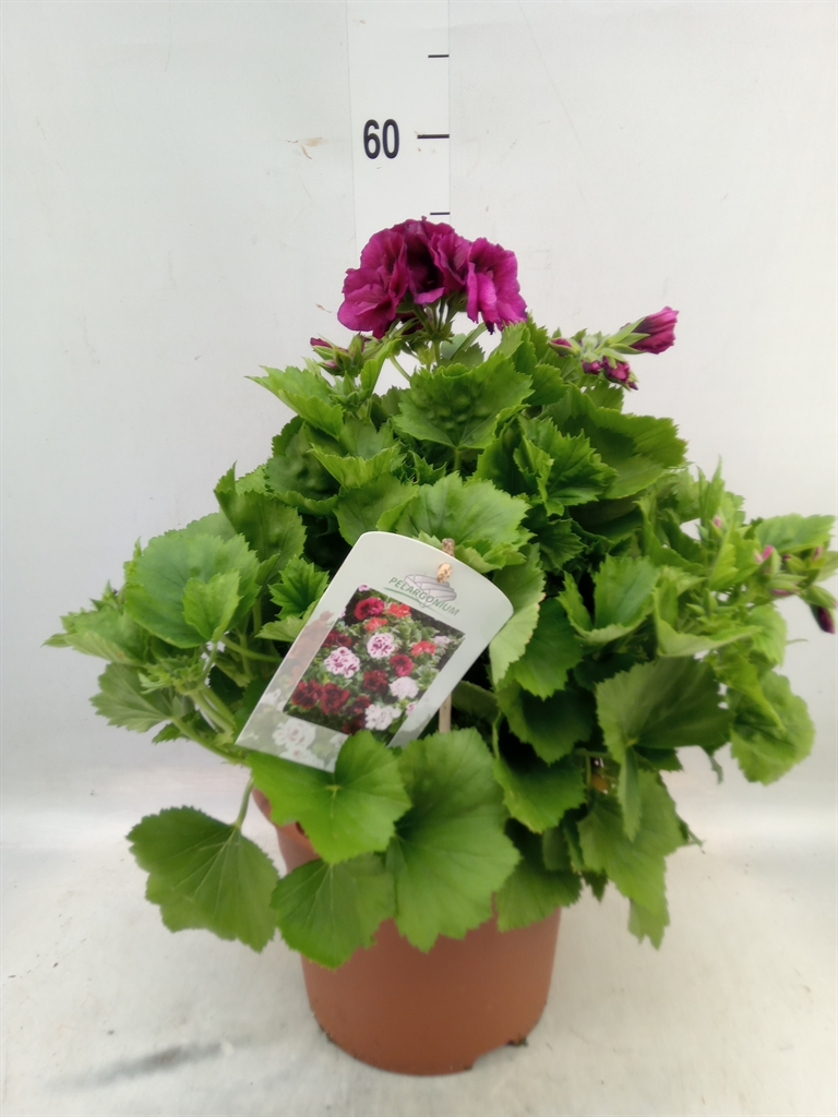 Горшечные цветы и растения оптом Pelargonium Gran.   .. от 1шт из Голландии с доставкой по России