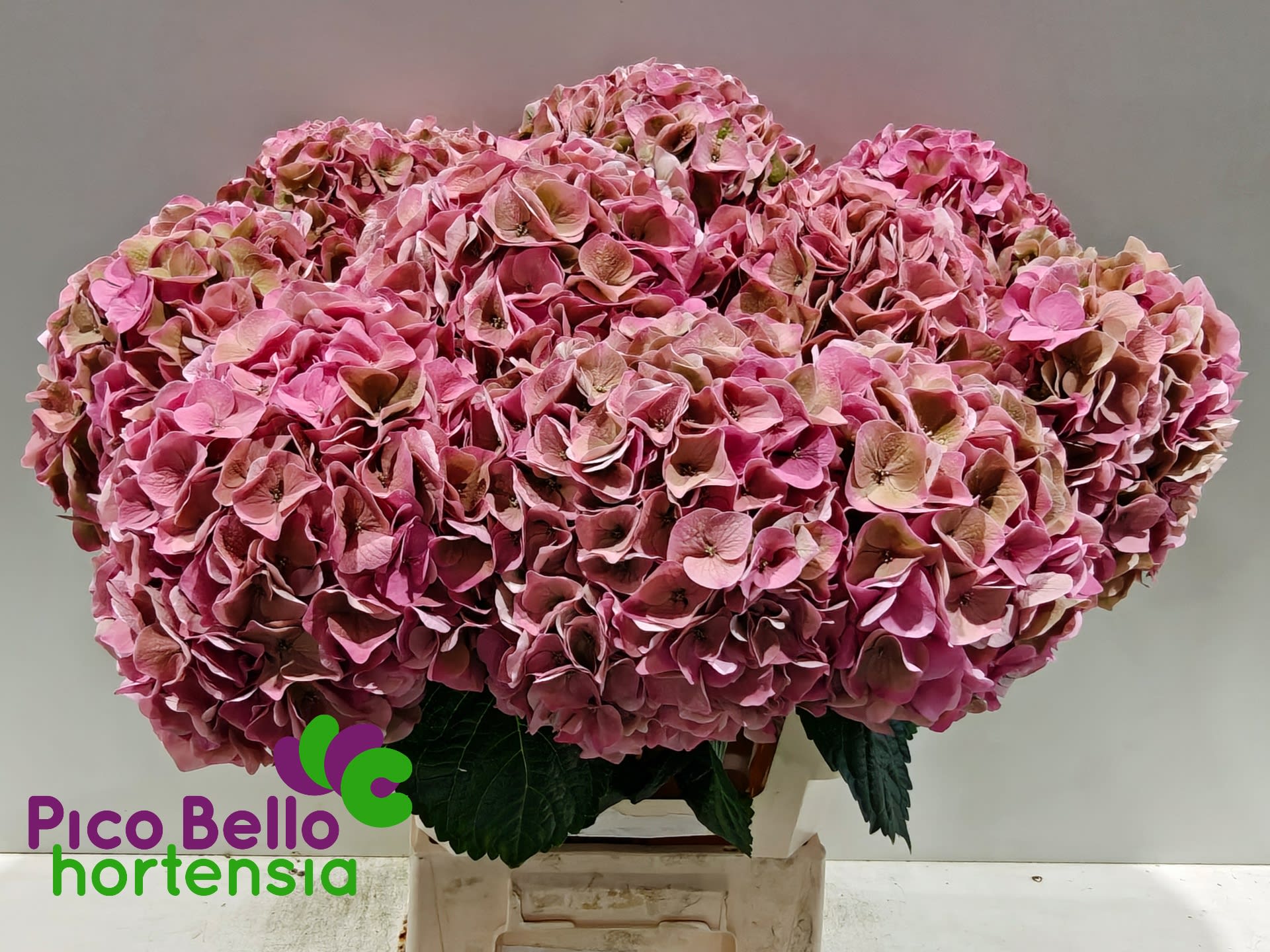 Срезанные цветы оптом Hydrangea my beautiful riviera classic от 10шт. из Голландии с доставкой по России