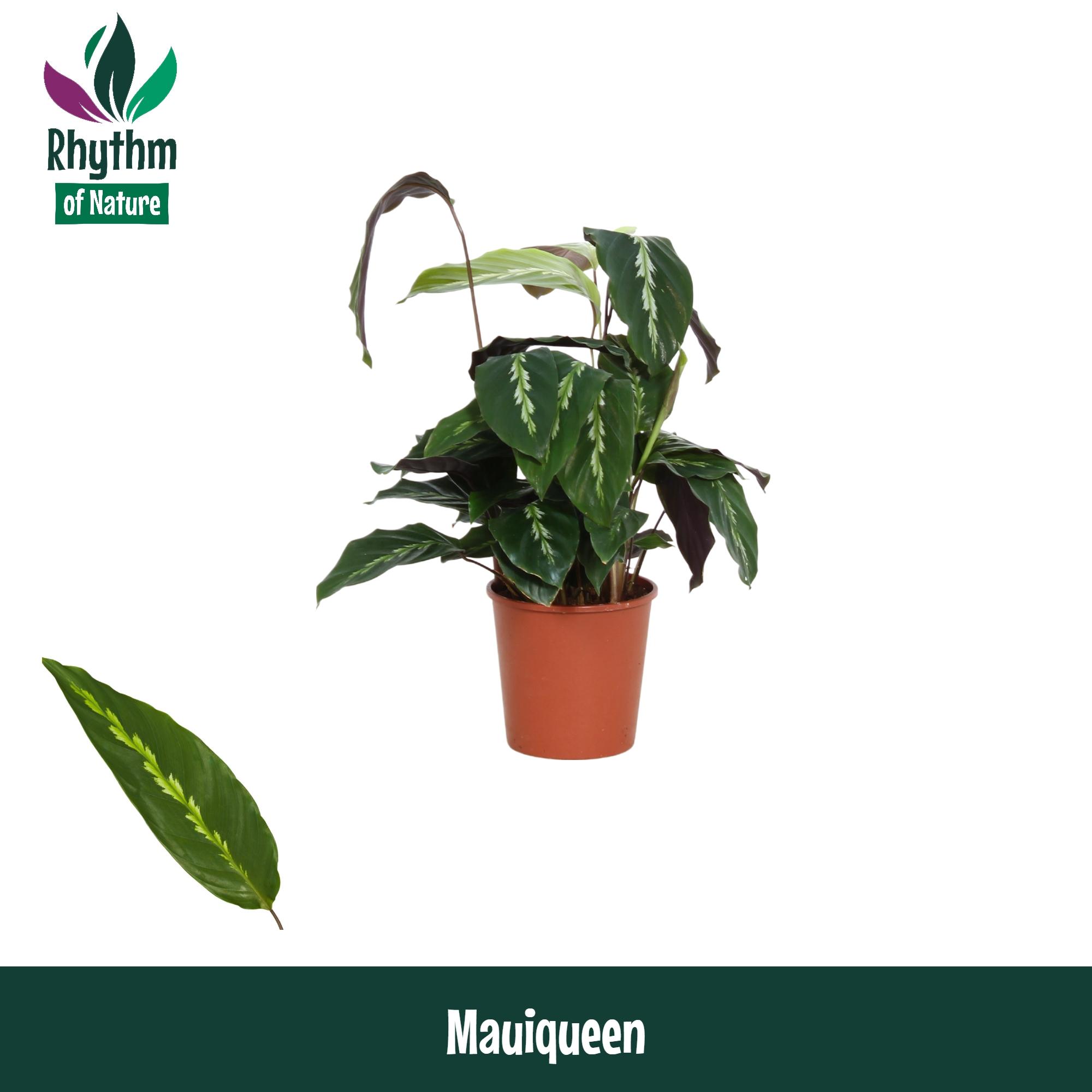 Горшечные цветы и растения оптом Calathea Mauiqueen Rhythm Of Nature от 10шт из Голландии с доставкой по России