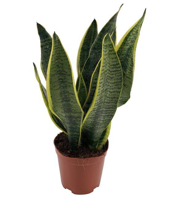 Горшечные цветы и растения оптом Sansevieria Superba 3pp от 10шт из Голландии с доставкой по России