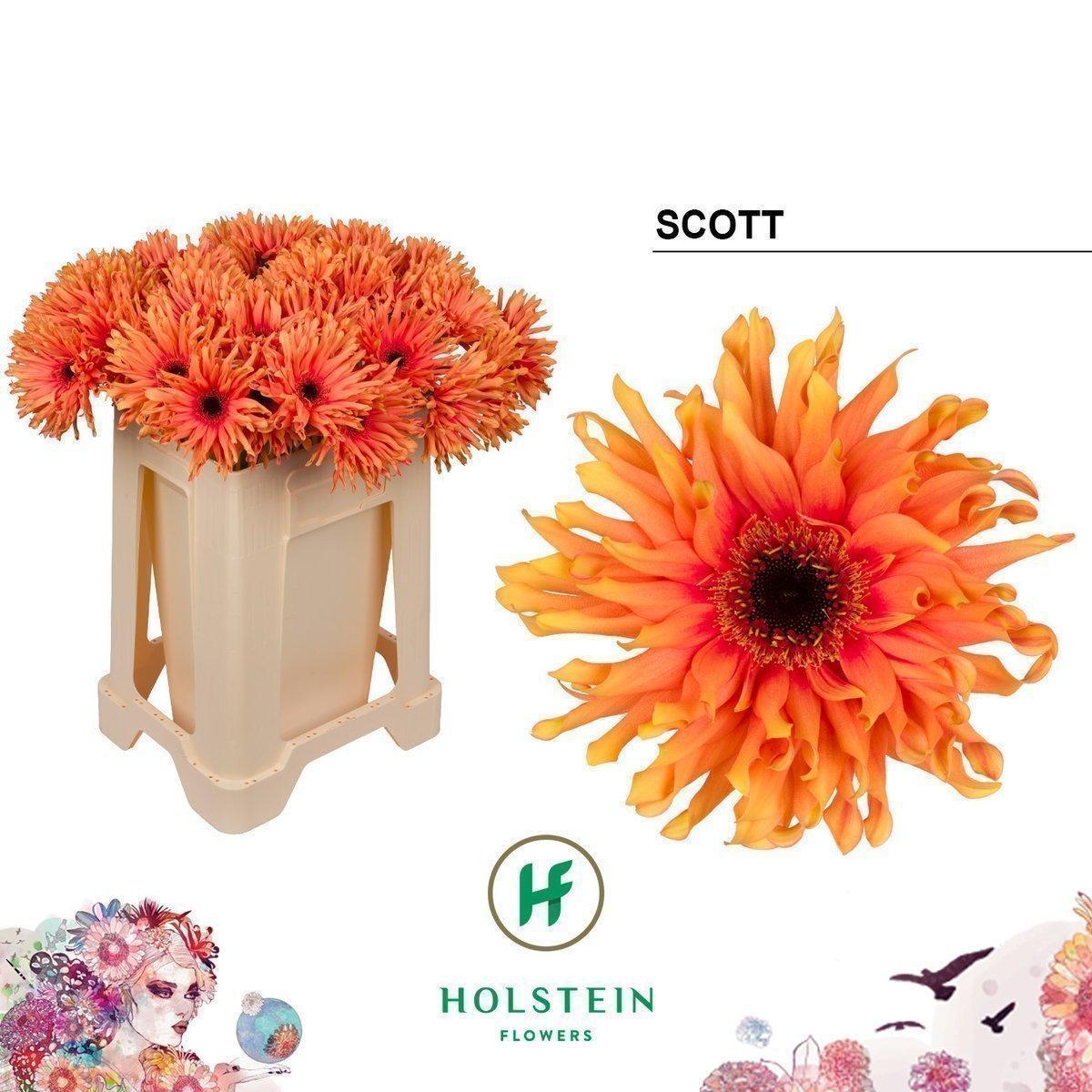 Срезанные цветы оптом Gerbera gerpasta scott от 40шт из Голландии с доставкой по России