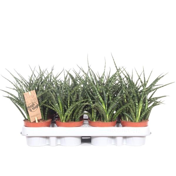 Горшечные цветы и растения оптом Sansevieria Fernwood Punk от 12шт (для телеги) из Голландии с доставкой по России