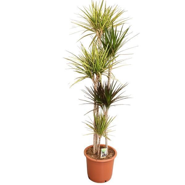 Горшечные цветы и растения оптом Drac Carnaval 150-120-90-60-30 от 1шт из Голландии с доставкой по России