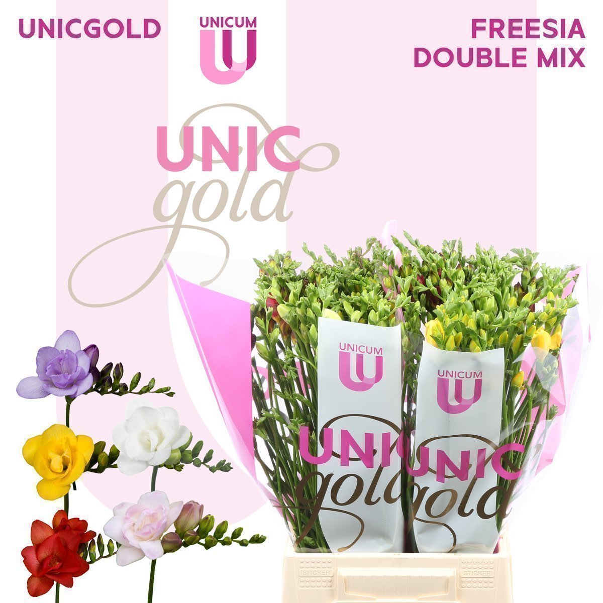 Срезанные цветы оптом Freesia do mix rainbow от 50шт из Голландии с доставкой по России