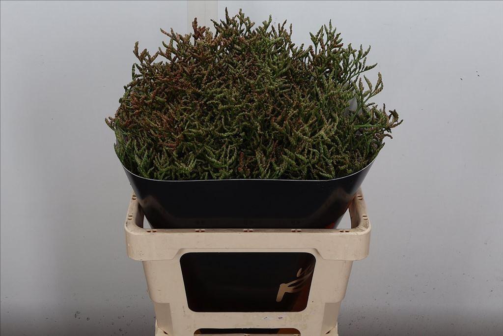 Срезанные цветы оптом Limonium wax olive от 25шт из Голландии с доставкой по России