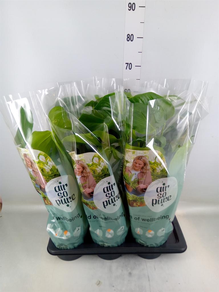 Горшечные цветы и растения оптом Monstera Delic. от 6шт из Голландии с доставкой по России