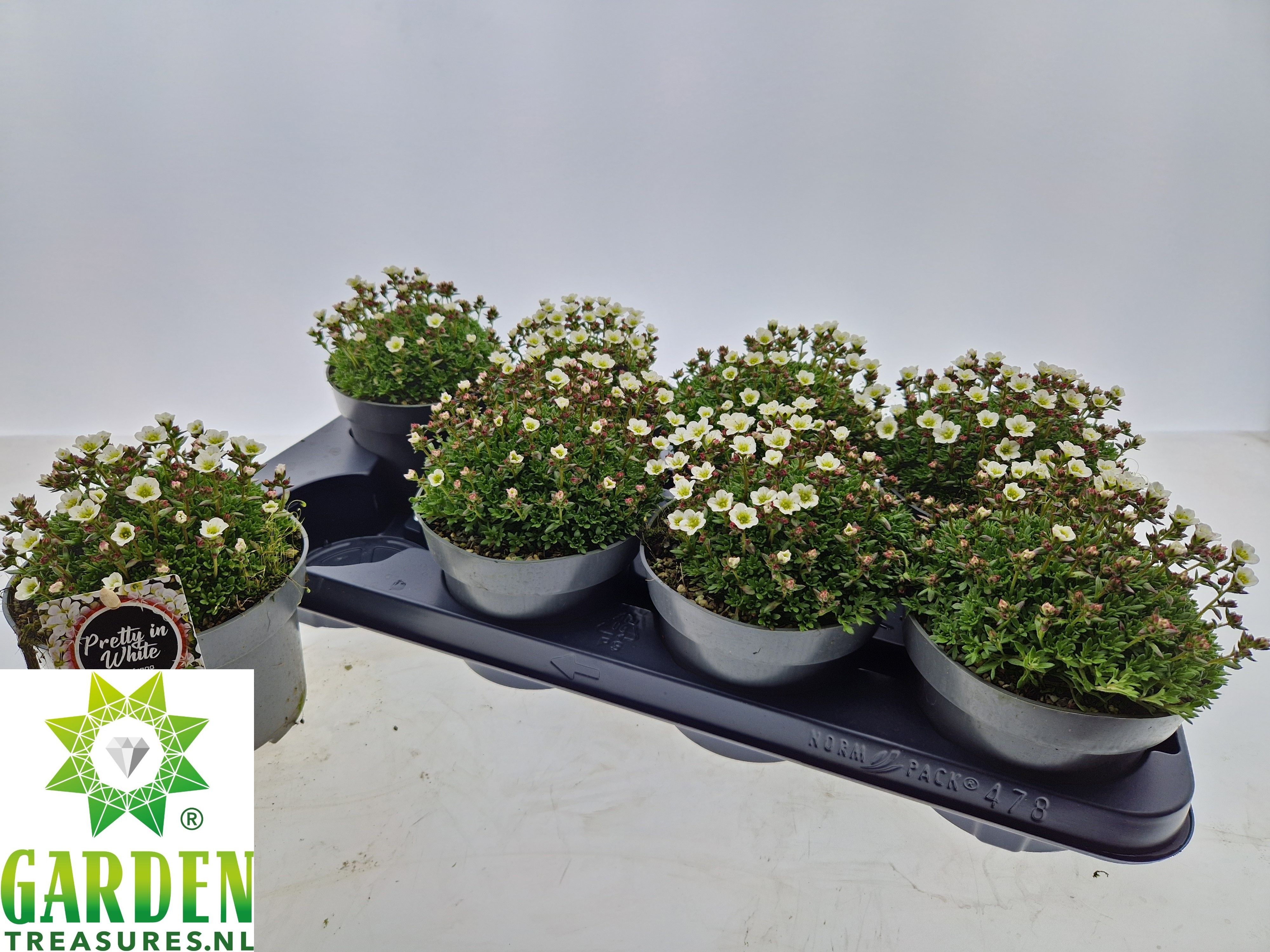 Горшечные цветы и растения оптом Saxif Arendsii от 8шт из Голландии с доставкой по России