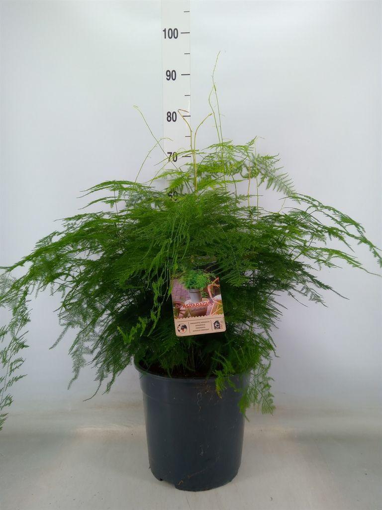 Горшечные цветы и растения оптом Asparagus Setaceus от 1шт из Голландии с доставкой по России