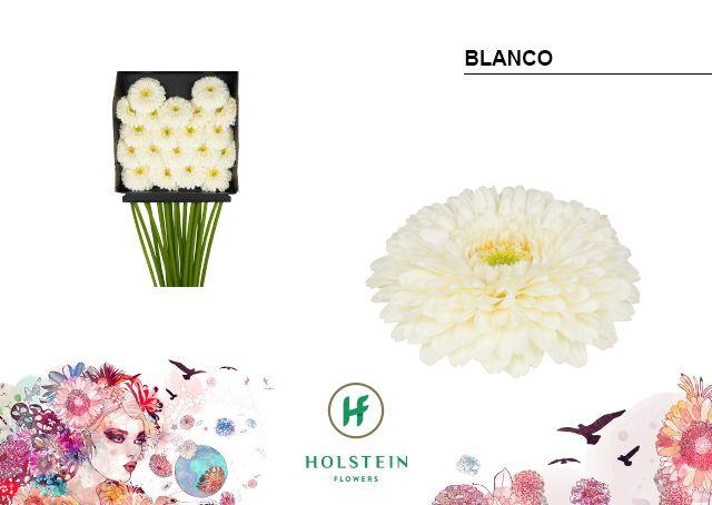 Срезанные цветы оптом Germini diamond gerponi blanco от 20шт из Голландии с доставкой по России