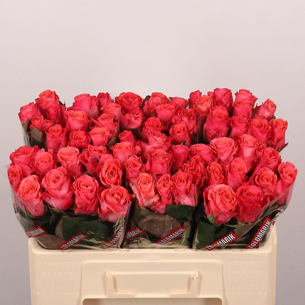 Срезанные цветы оптом Rosa large pink tacazzi+ от 60шт из Голландии с доставкой по России