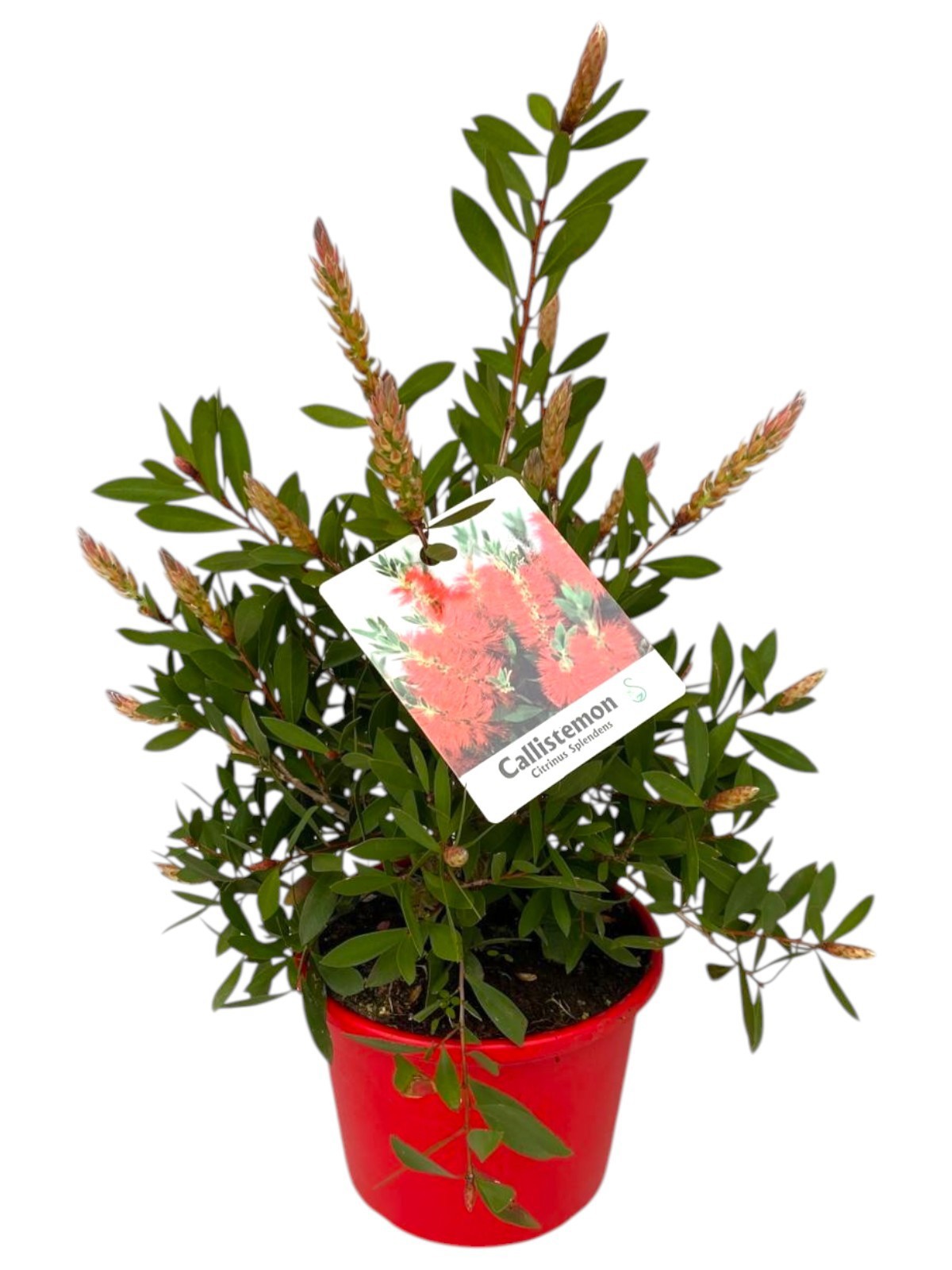 Горшечные цветы и растения оптом Callistemon Citrinus Splendens от 3шт из Голландии с доставкой по России