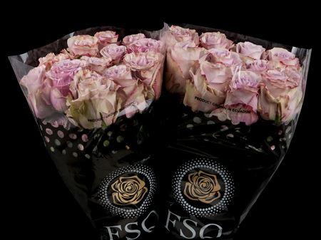 Срезанные цветы оптом Rosa large sch73733 от 40шт из Голландии с доставкой по России