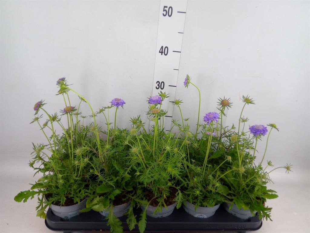 Горшечные цветы и растения оптом Scabiosa Japonica от 10шт из Голландии с доставкой по России