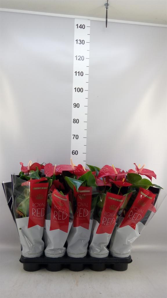 Горшечные цветы и растения оптом Anthurium Andr. querida от 10шт из Голландии с доставкой по России