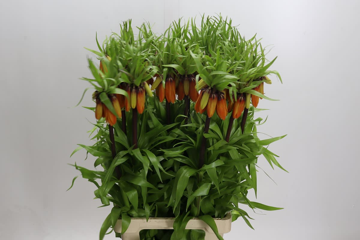 Срезанные цветы оптом Fritillaria orange beauty от 25шт из Голландии с доставкой по России