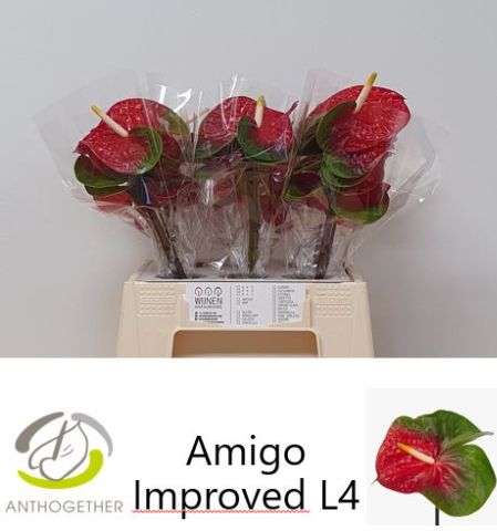 Срезанные цветы оптом Anthurium amigo improve от 30шт из Голландии с доставкой по России