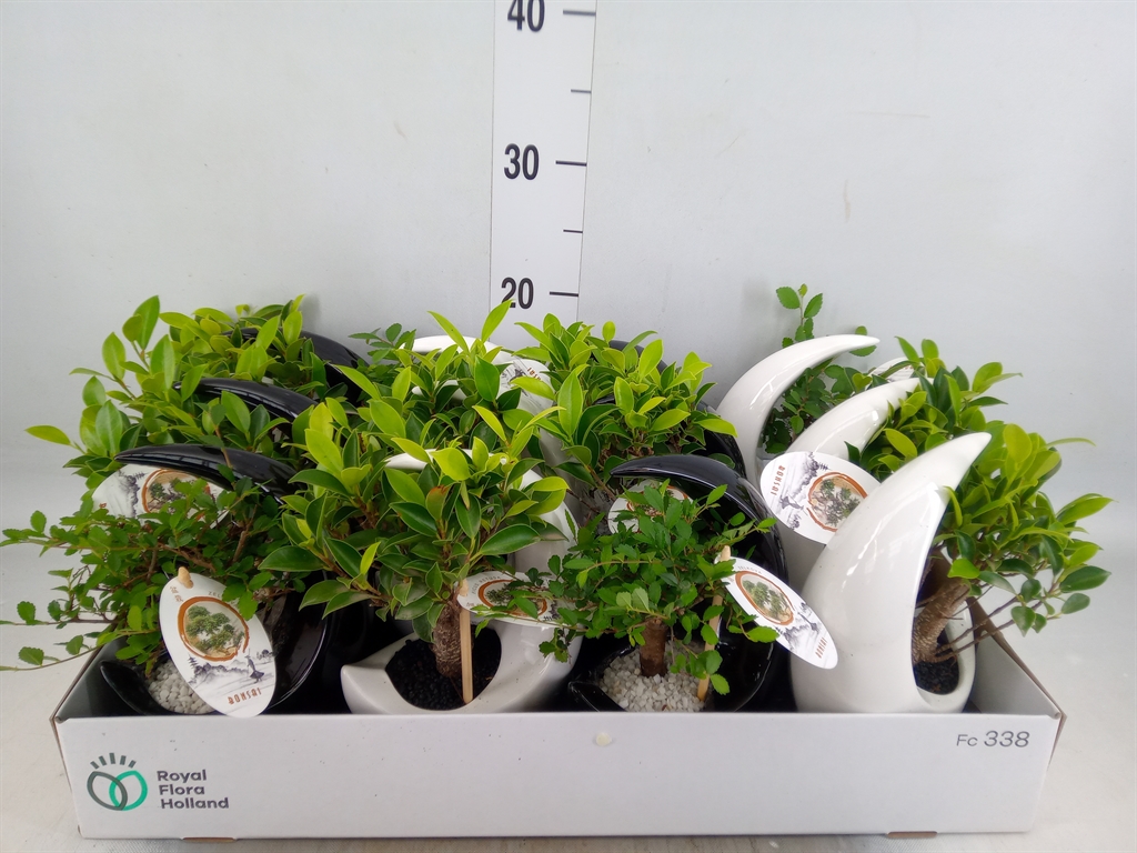 Горшечные цветы и растения оптом Bonsai   ...mix от 12шт из Голландии с доставкой по России