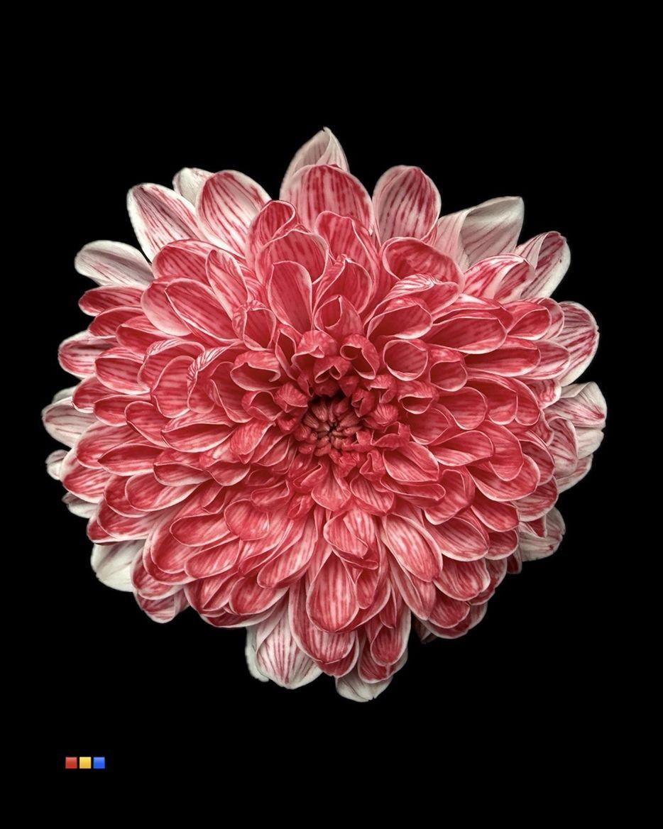 Срезанные цветы оптом Chrys sp paint altaj lipstick от 40шт из Голландии с доставкой по России