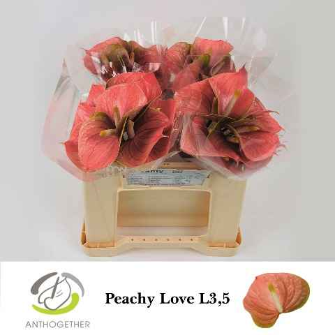 Срезанные цветы оптом Anthurium love peach от 40шт из Голландии с доставкой по России