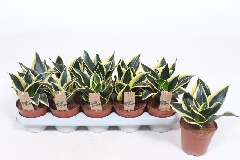 Горшечные цветы и растения оптом Sansevieria Golden Hahnii Black от 10шт из Голландии с доставкой по России